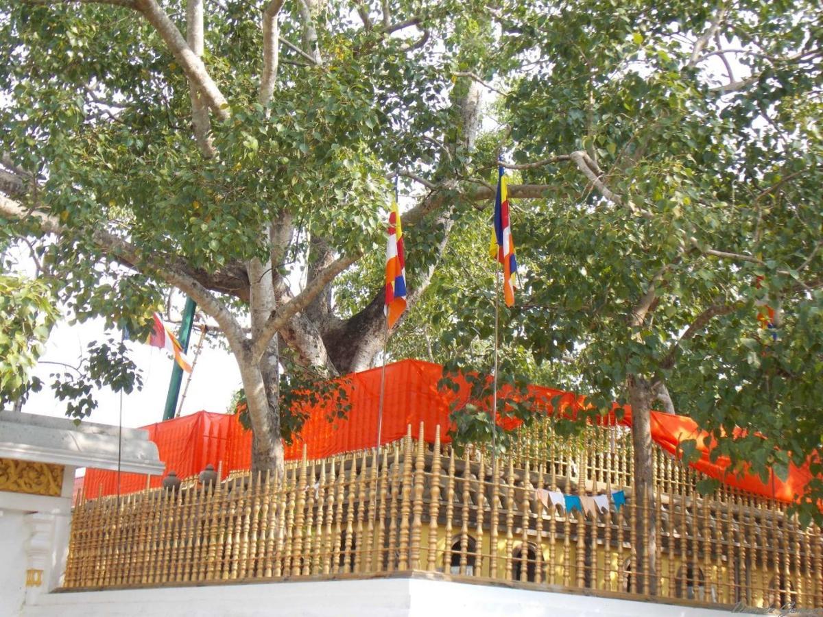 Kubura Resort Anuradhapura Esterno foto